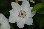 Clematis 'Miss Bateman'